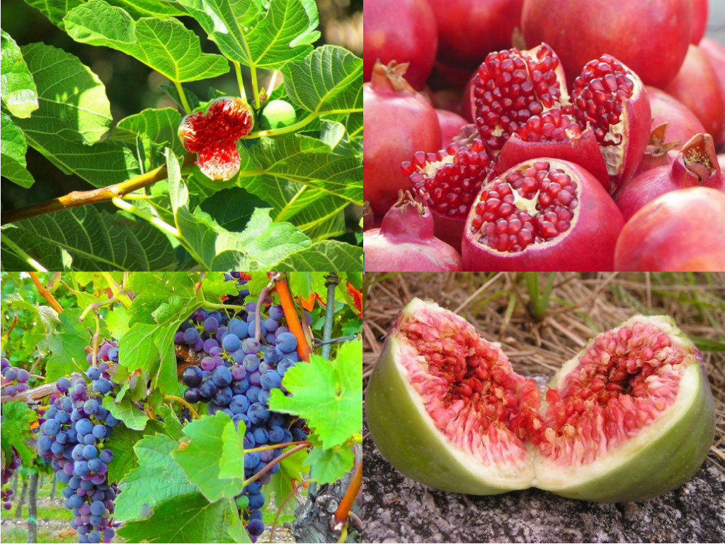 Fructele menționate în Biblie sunt elixire ale sănătății