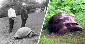 Cel mai bătrân animal de pe planetă este o țestoasă și are 187 de ani