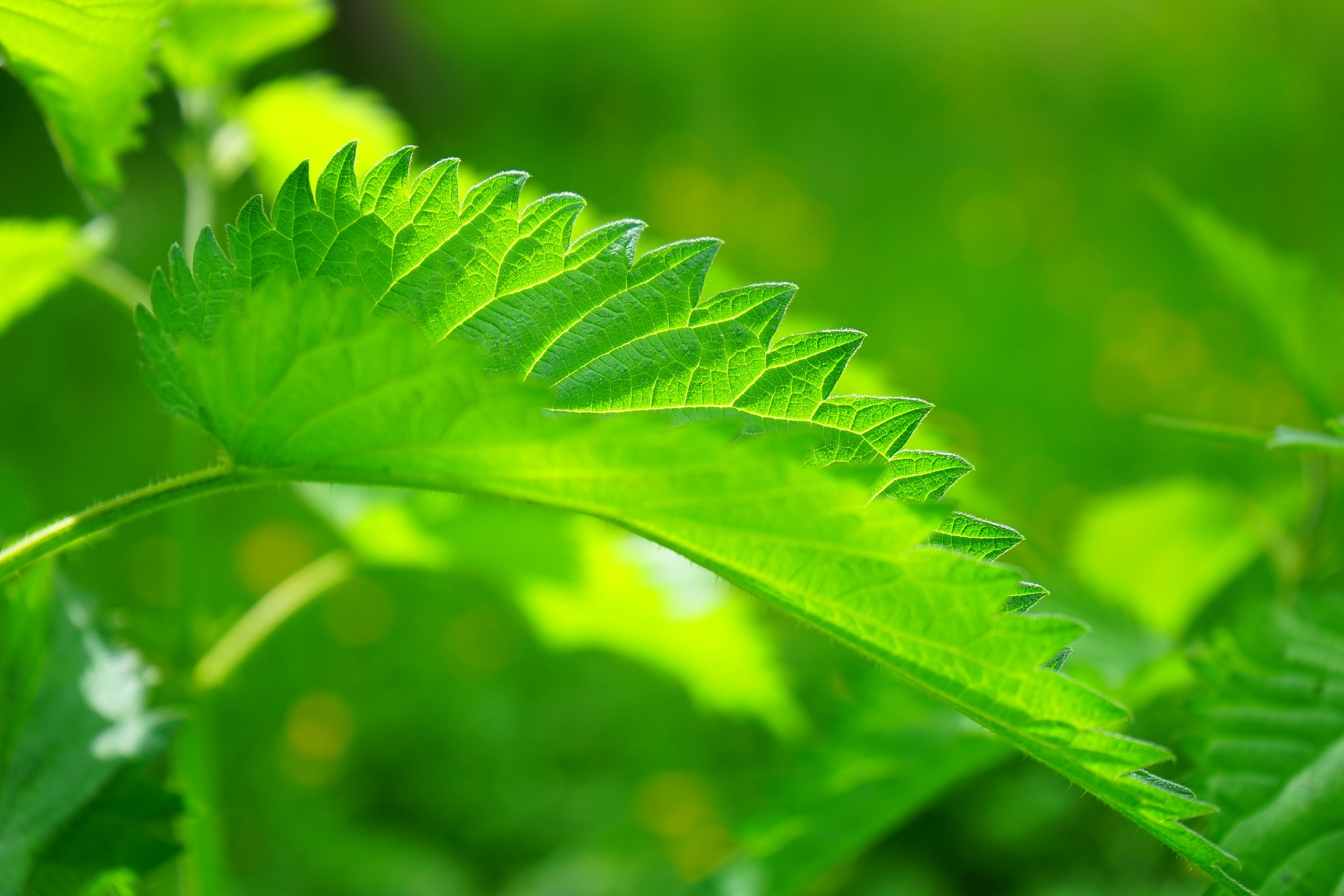 urzica, planta pentru imunitate