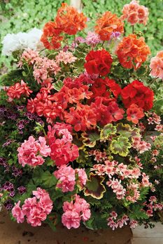 Plantarea mușcatelor. Condițiile ideale pentru ca plantele să prospere la maximum