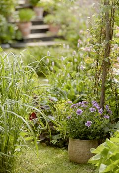 Plantarea mușcatelor. Condițiile ideale pentru ca plantele să prospere la maximum