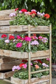 Mușcatele. Condițiile ideale pentru ca plantele să prospere la maximum