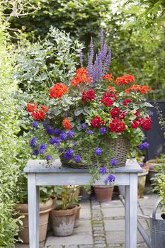 Condițiile ideale pentru ca plantele să prospere la maximum