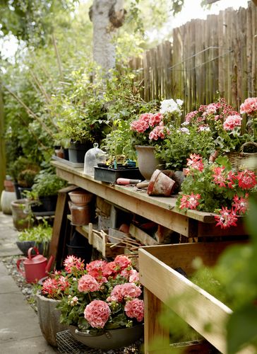 Plantarea perfectă a mușcatelor. Condițiile ideale pentru ca plantele să prospere la maximum