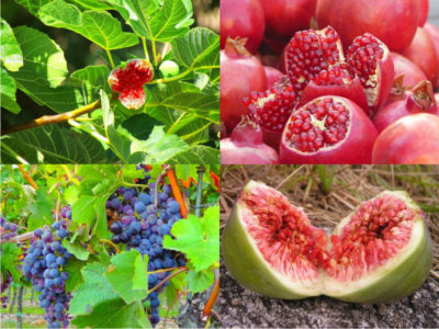 Fructele menționate în Biblie sunt elixire ale sănătății